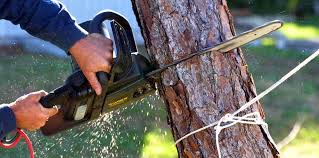Best Tree Health Inspection  in Vicksburg, MS