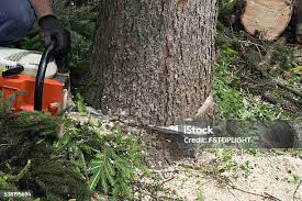 Professional Tree Care in Vicksburg, MS
