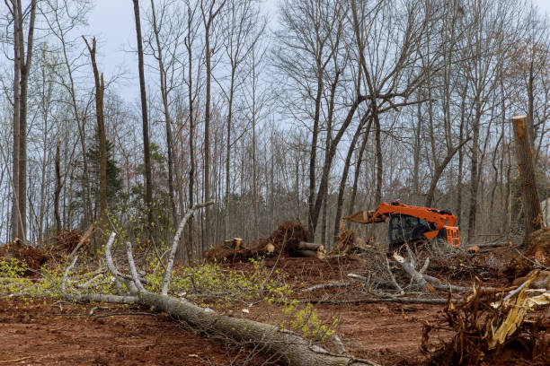 Best Tree Mulching  in Vicksburg, MS