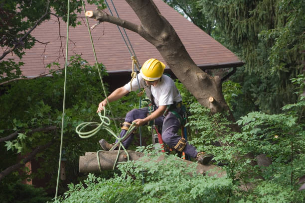 Best Tree Maintenance Programs  in Vicksburg, MS