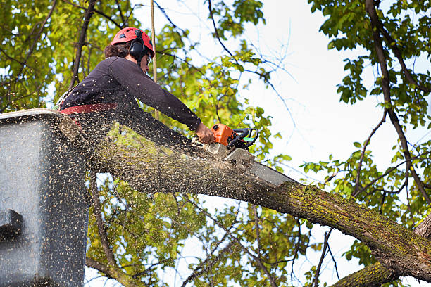 Best Tree Trimming and Pruning  in Vicksburg, MS