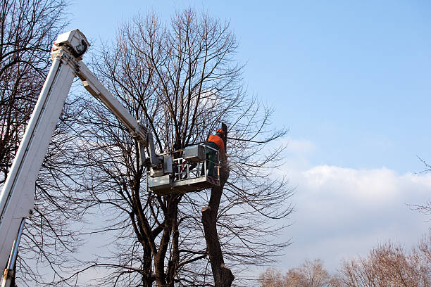 Leaf Removal in Vicksburg, MS
