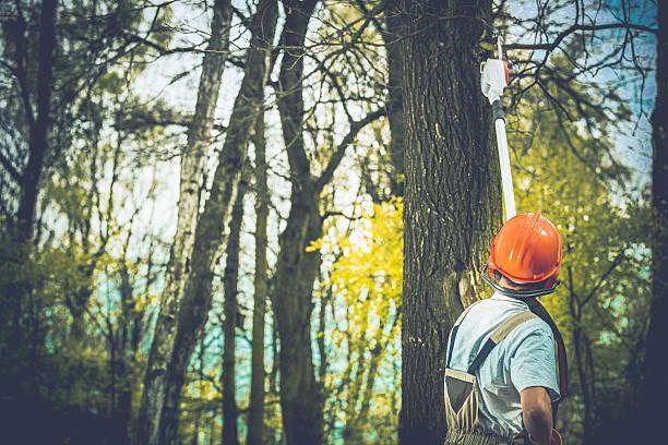 Best Root Management and Removal  in Vicksburg, MS